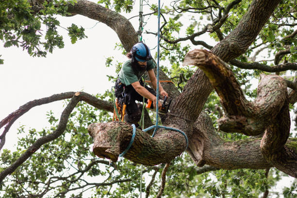  Antlers, OK Tree Removal Services Pros